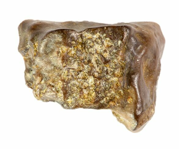 Partial Triceratops Shed Tooth - Montana #72507